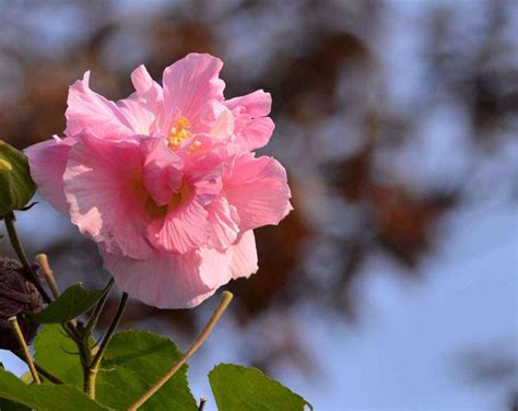 芙蓉 風水|芙蓉風水寓意與作用